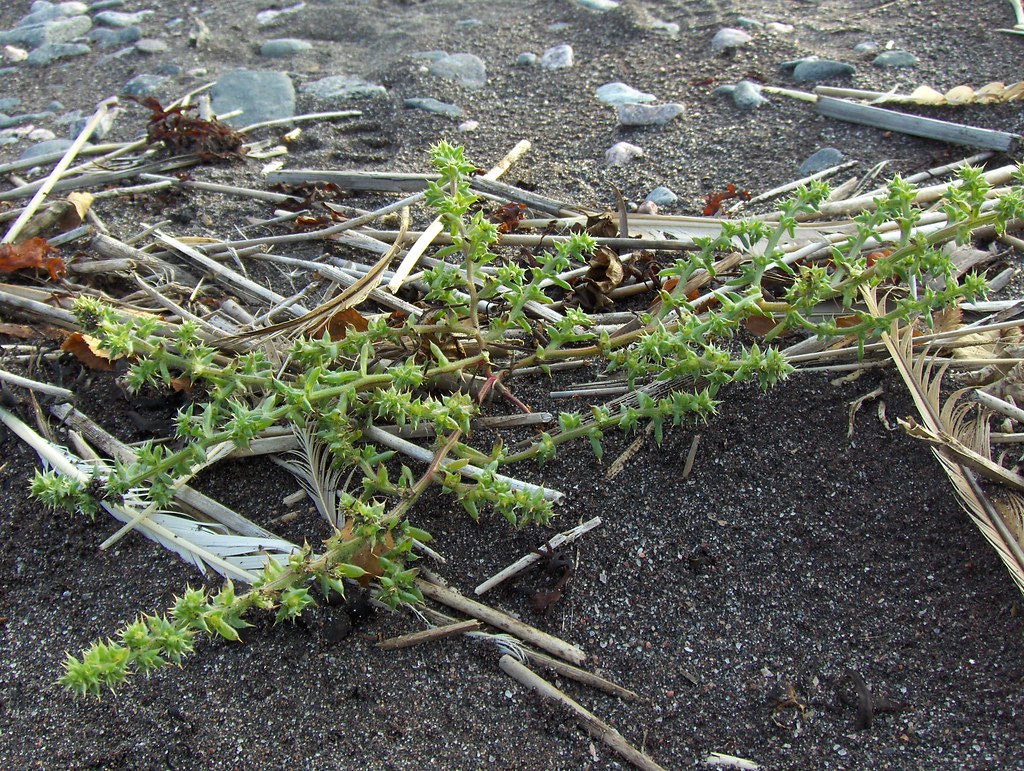 Salsola kali Taken in Jussarö, Tammisaari, Finland. This i… Flickr