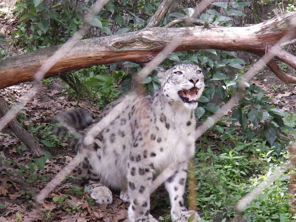 Rhode Island Zoo 040 J.Bowman Flickr