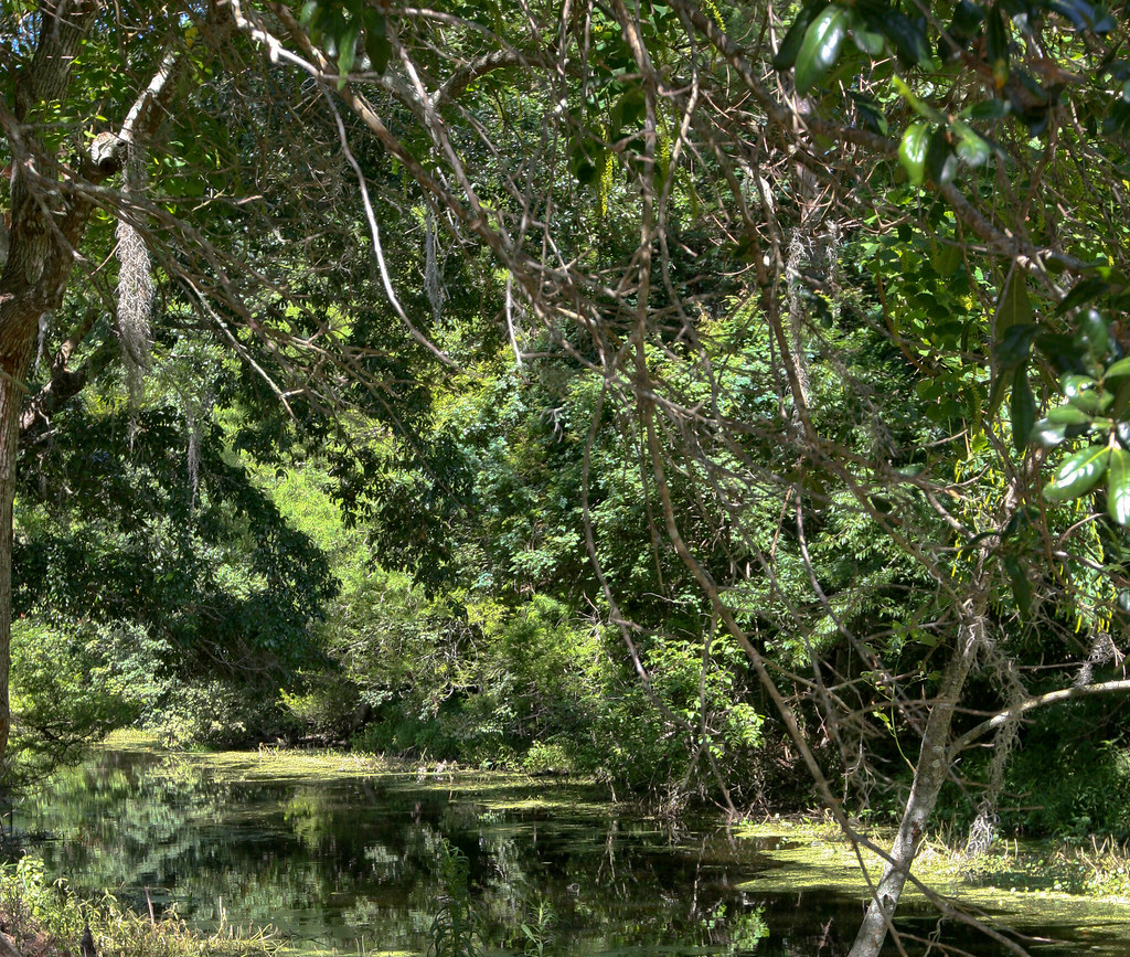 IMG_3664 Bayou L'Ourse Nature Trail Bayou L'ourse, Louisia… Flickr