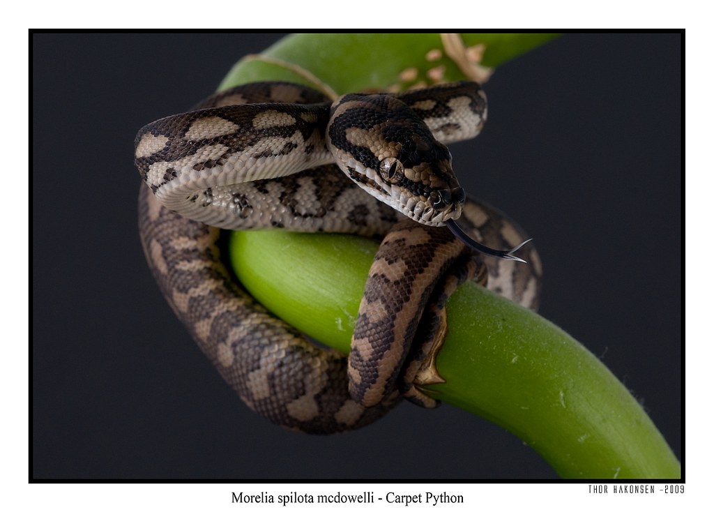Morelia spilota mcdowelli Carpet Python Morelia spilota … Flickr