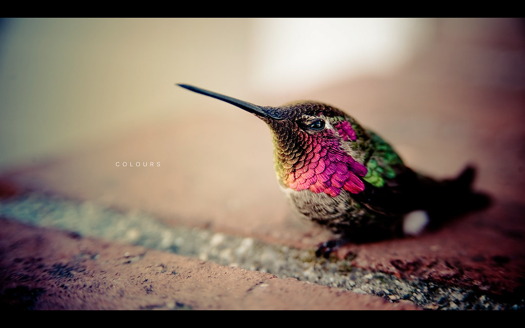 Hummingbird Some of my favourite colours in the world Beat… Flickr