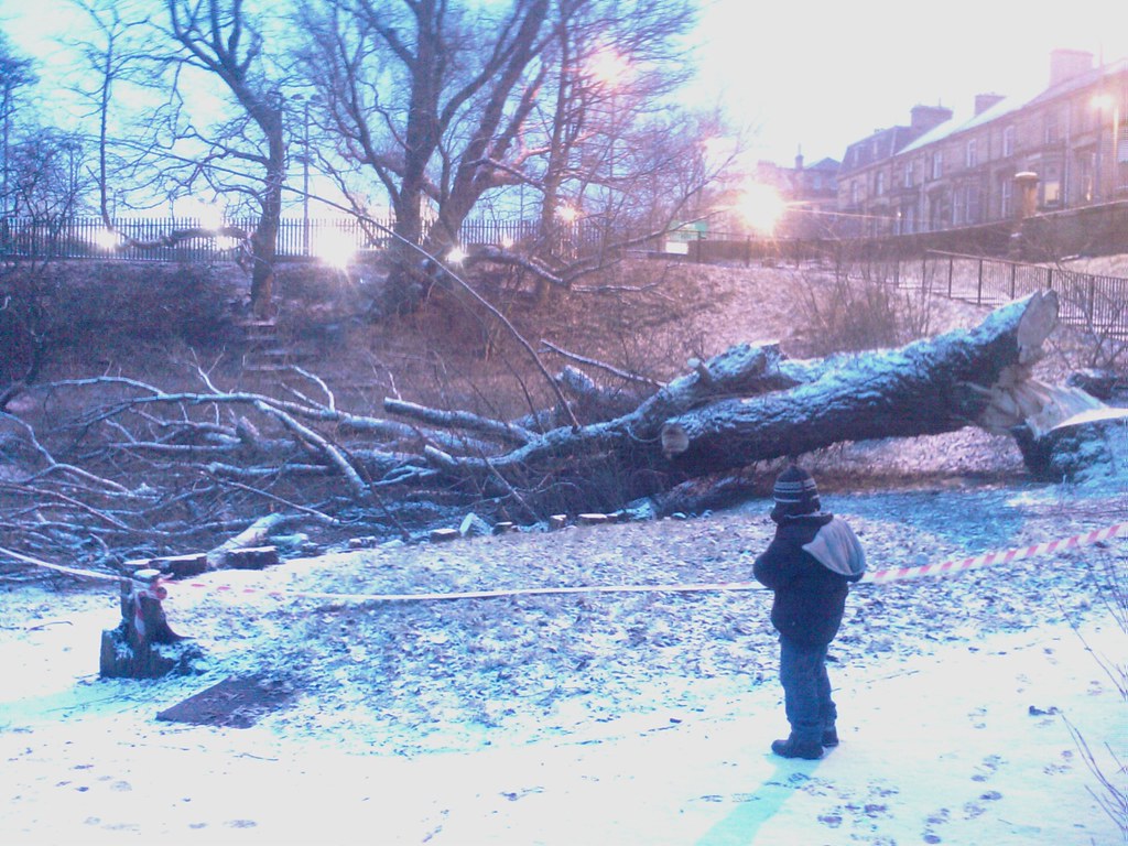 Old West End tree comes down This tree has probably been h… Flickr