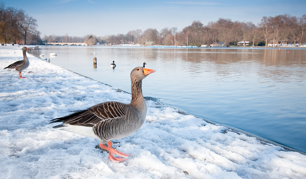 Duck in Hyde Park See my set for more photos of snow in Lo… Flickr