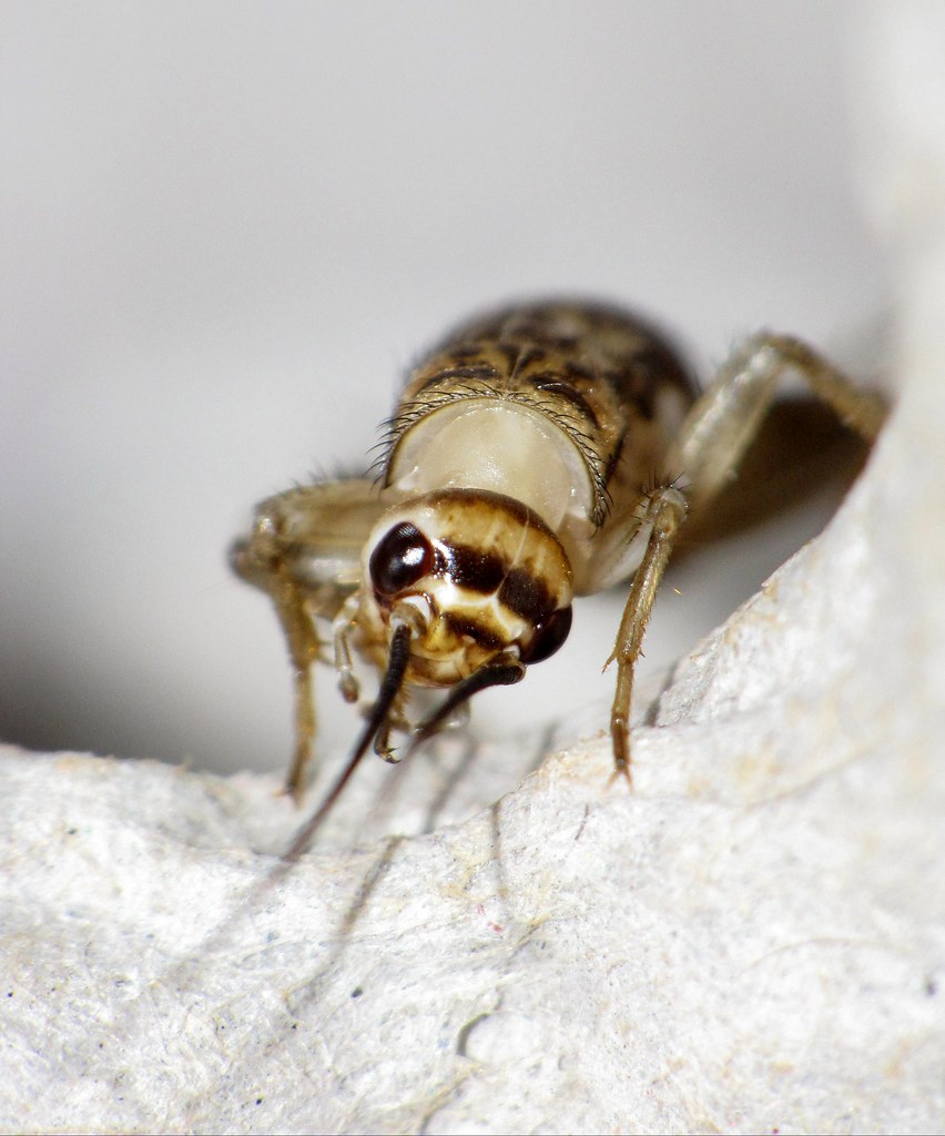 Cricket Undergoing Metamorphosis Contortions Flickr