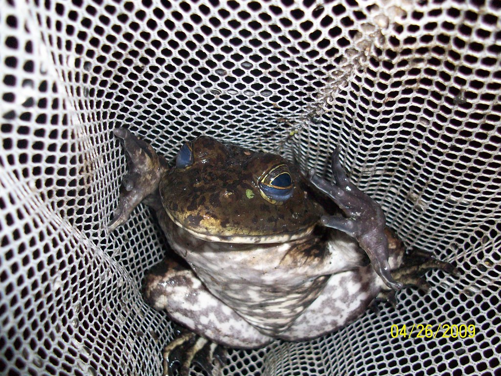 bullfrog hunting Flickr