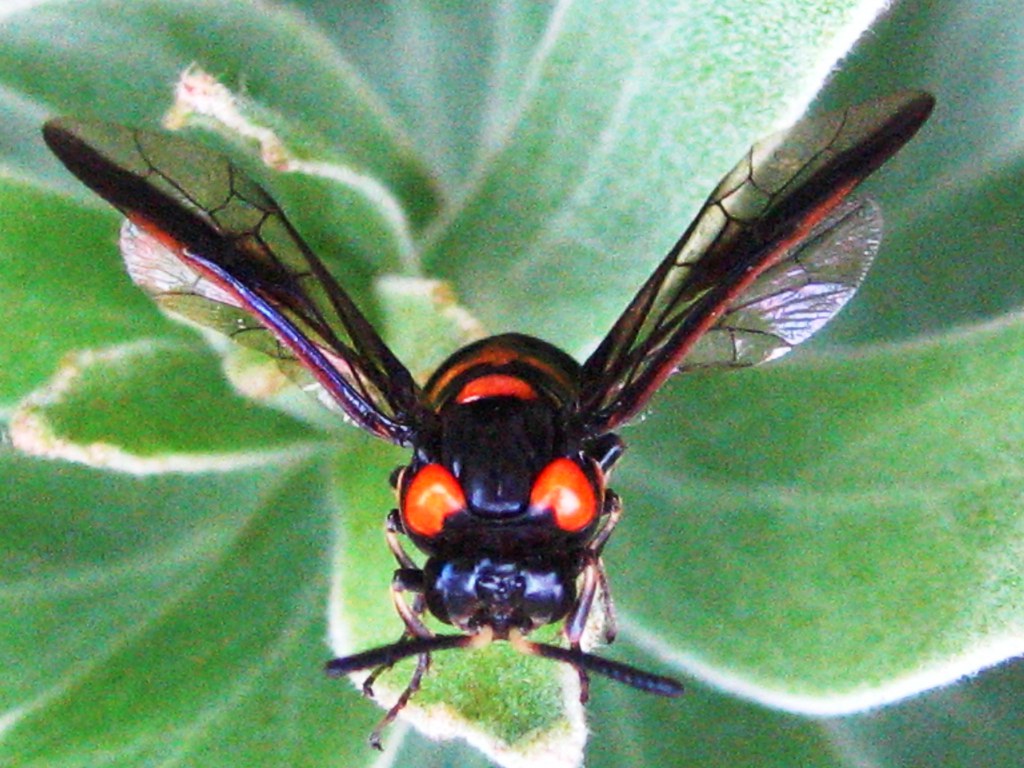Fly with orange bits Jim Yeo Flickr