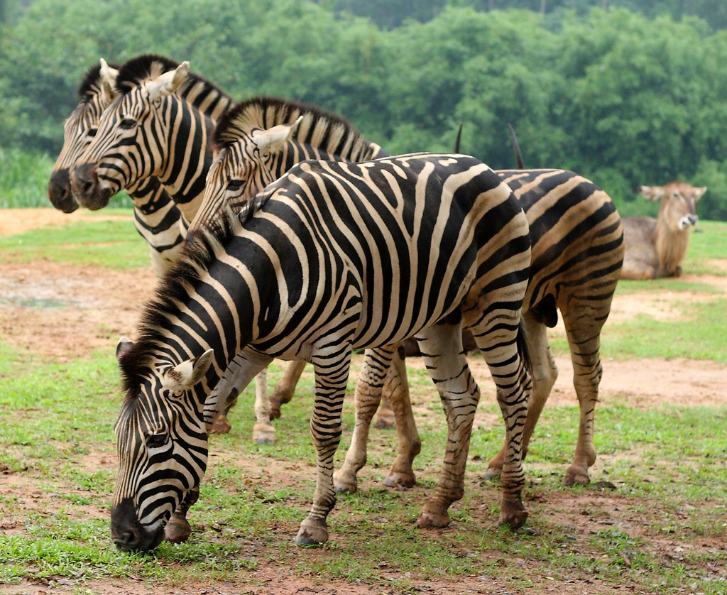 Zebras Xiangjiang Safari Park Guangzhou, China Ricardo Ko Flickr