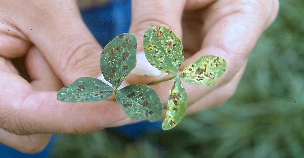 Flickriver Photoset 'White clover Bacterial leaf spot' by Plant pests
