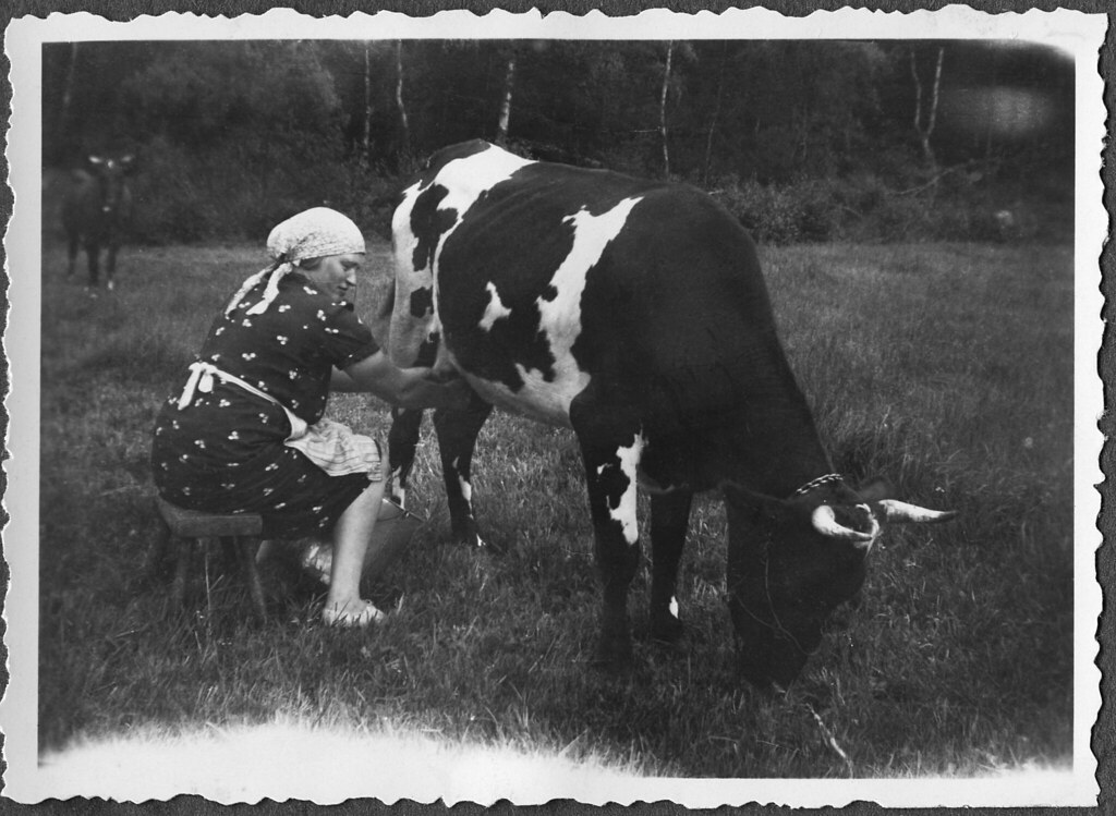 To milk a cow This is my grandmother Ester (my fathers