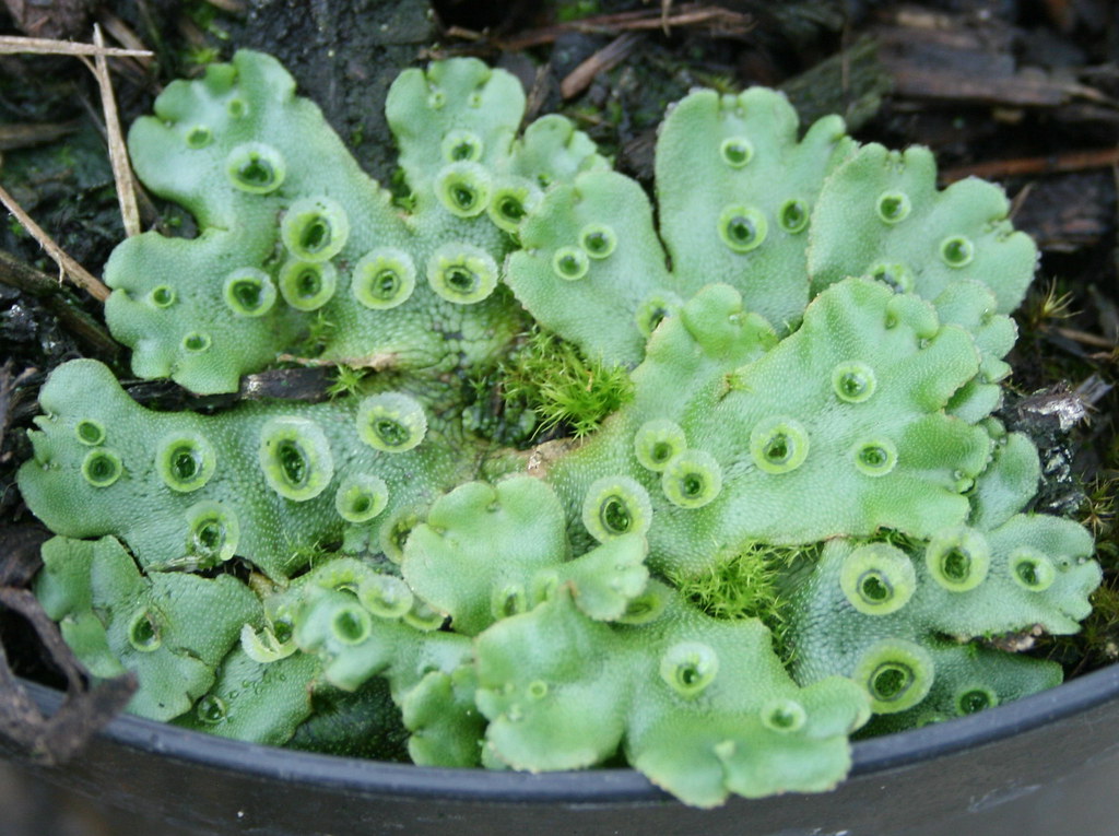 Liverwort (Marchantia polymorpha ) and moss Liverwort grow… Flickr