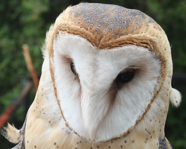 Common Barn Owl (3 of 4) a photo on Flickriver