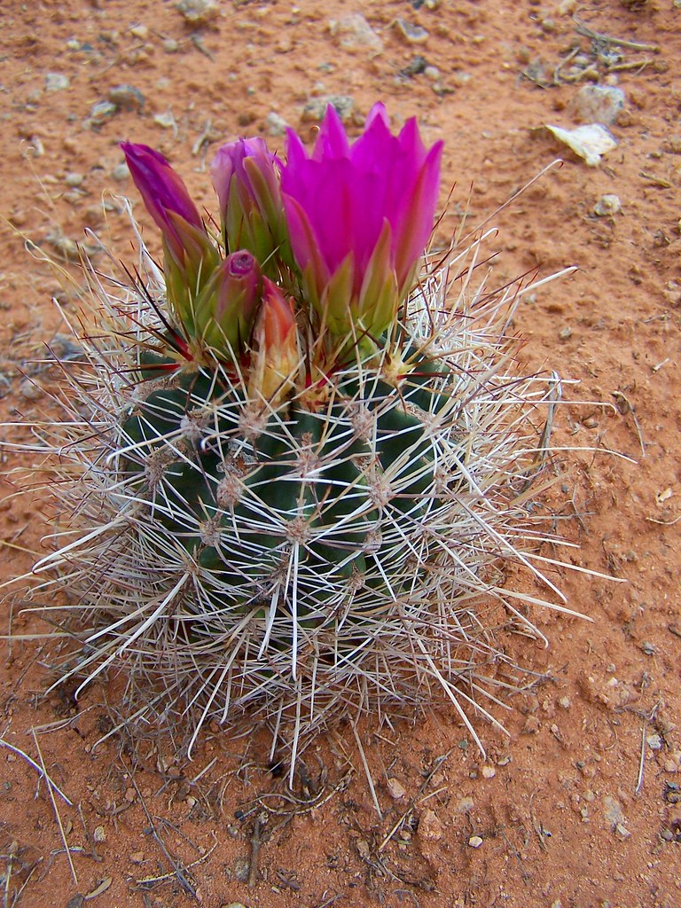FISHHOOK CACTUS A Whipple's FishHook Cactus(Sclerocactus… Flickr