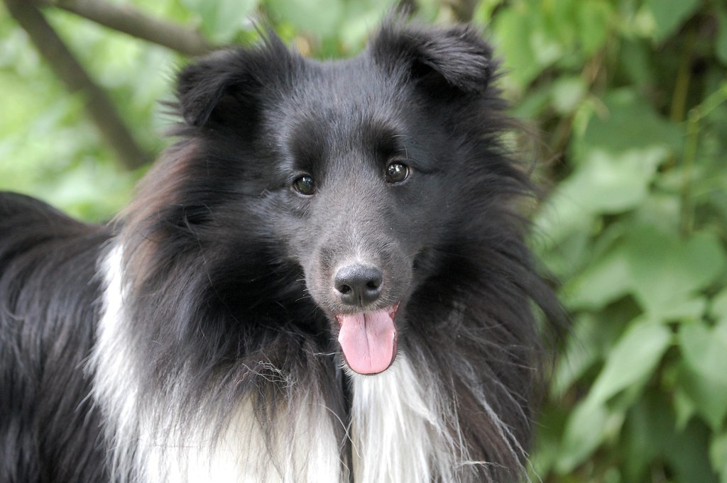 Shelties Mark H. Anbinder Flickr