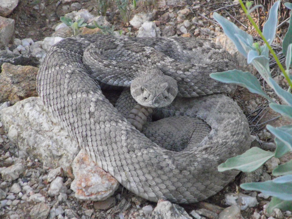 Diamondback Rattlesnake On hiking trail, Saguaro National … Flickr