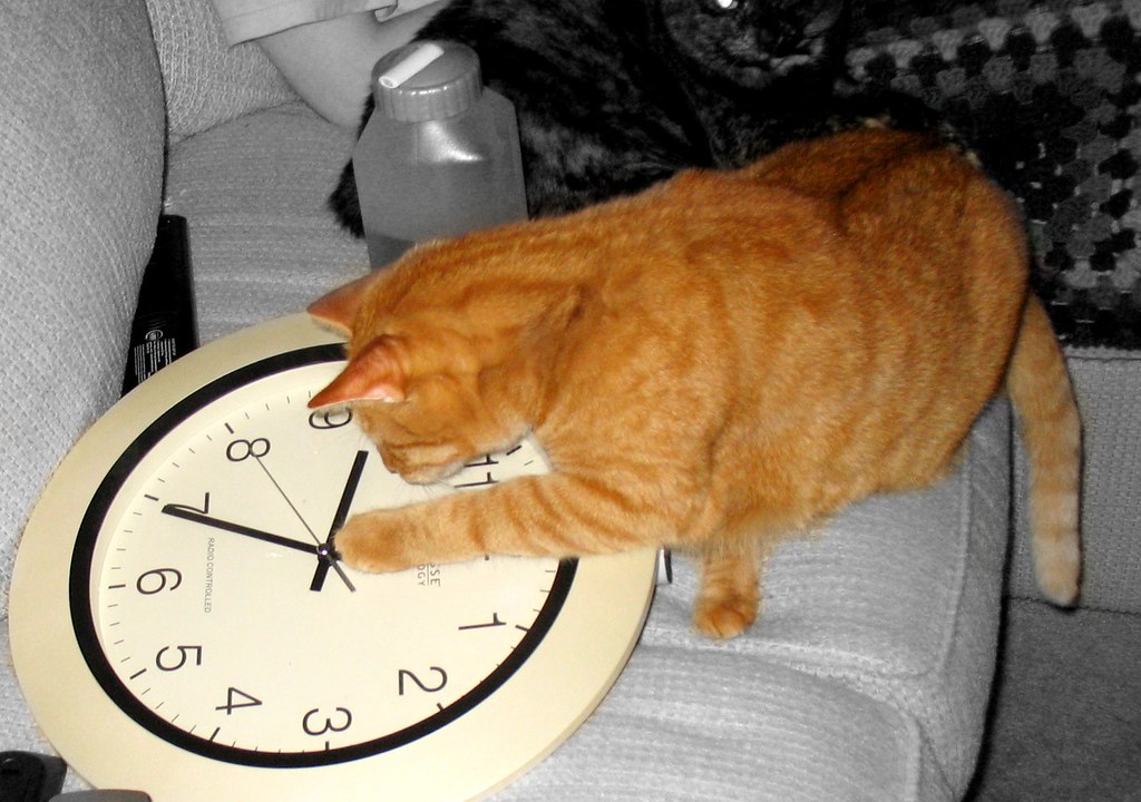 does DST affect Caturday? Funny, the cats have no interest… Flickr
