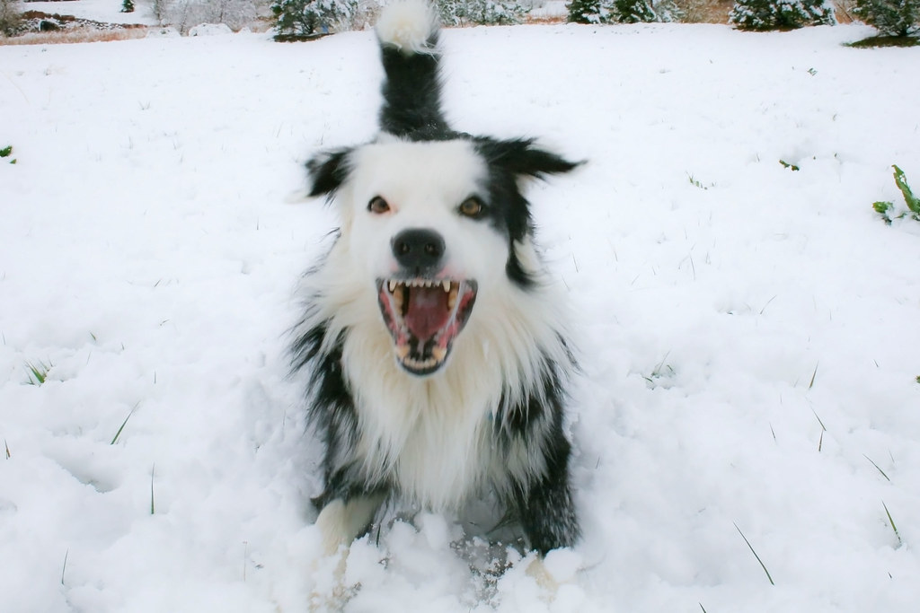 What Does It Mean To Mad Dog Someone