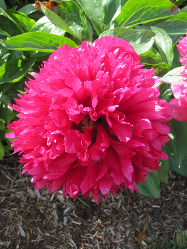 Adelman Peony Gardens June 7, 2011 Peonies hundreds of… Flickr