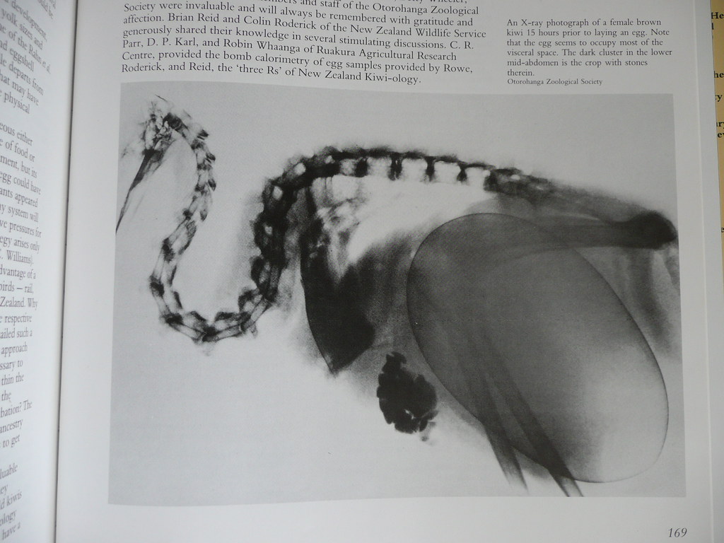 famous Xray of kiwi with egg David Craig Flickr