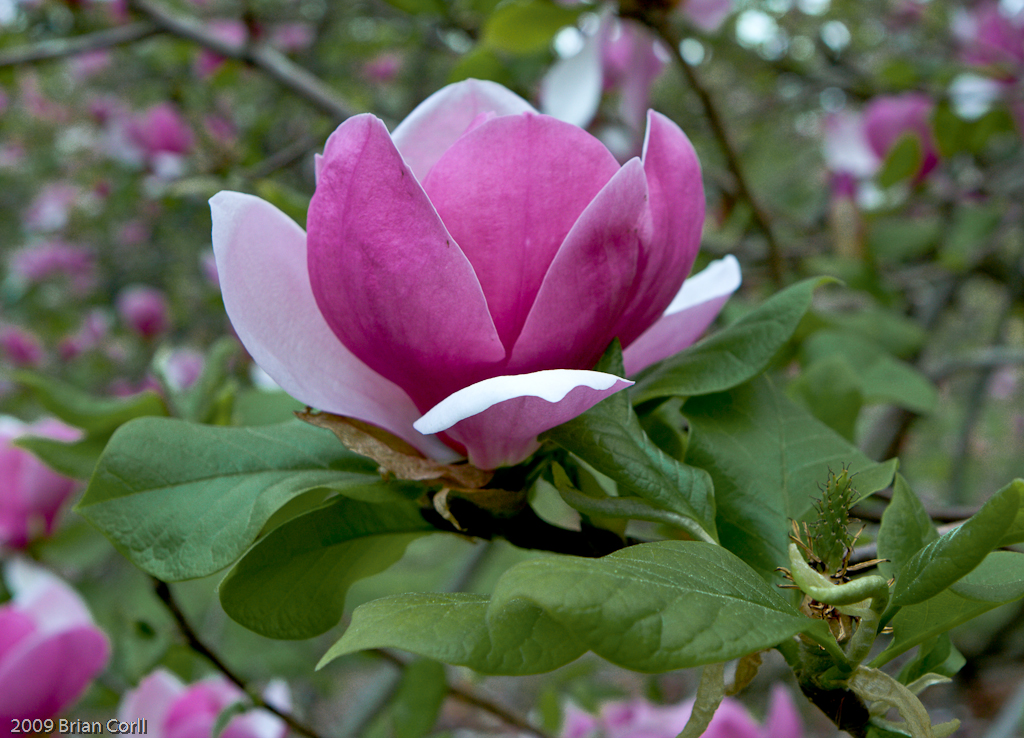 Pink Saucer Magnolia, Longwood Gardens, Pennsylvania Flickr