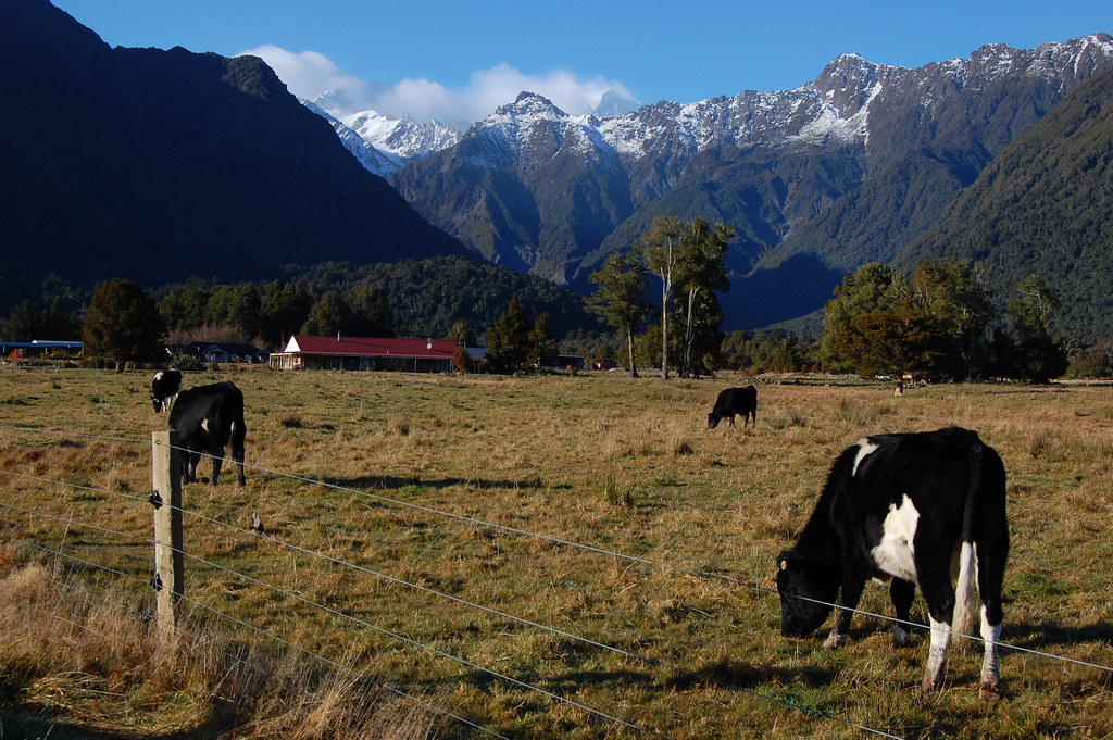 Fox Glacier to Queenstown (Bus) Flickr