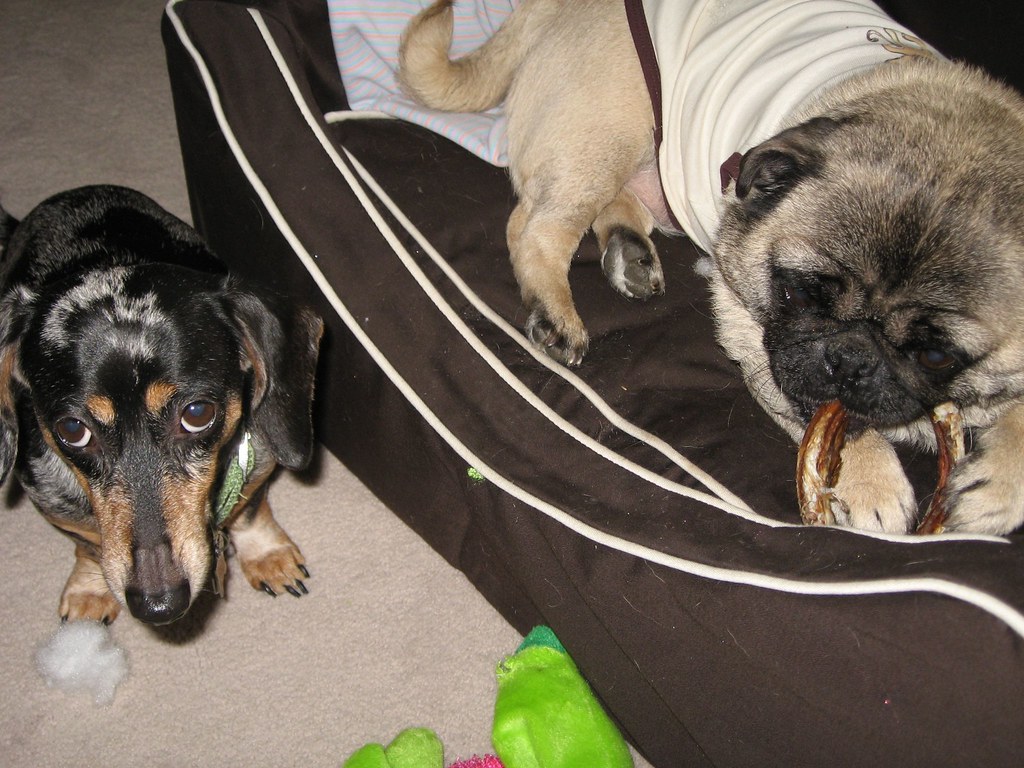 Jealous Dachshund (1) a photo on Flickriver