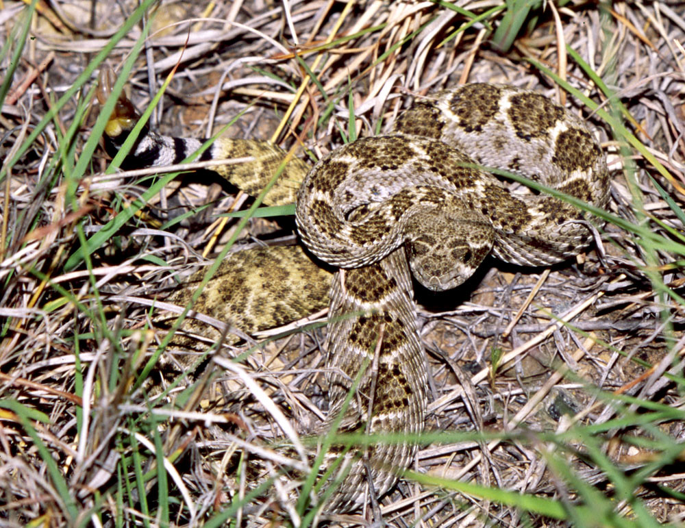 Western Diamondback Rattlesnake, north Texas Baby Western … Flickr