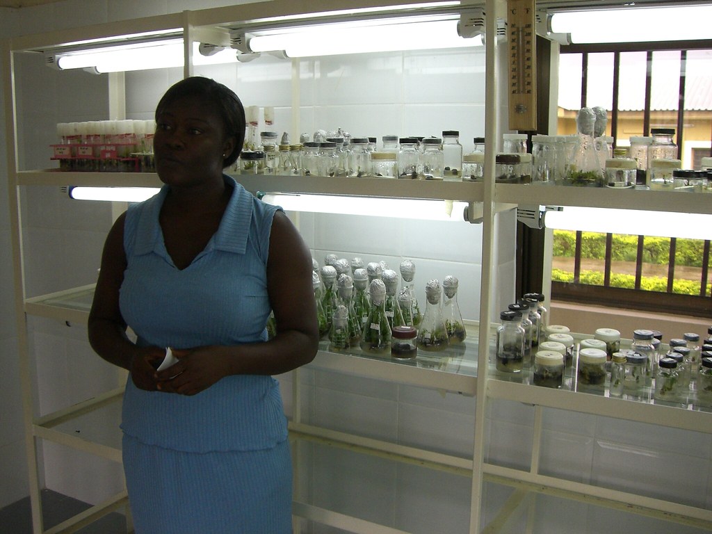 Technician in Tissue Culture Lab Technician at the Plant G… Flickr