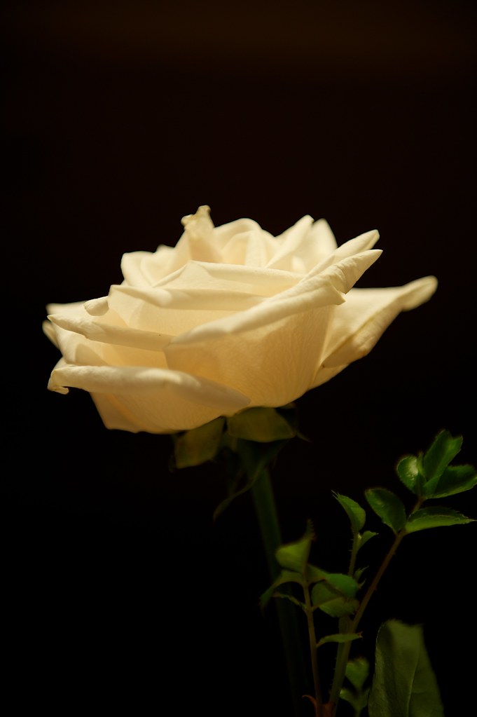 A Rose is a Rose Before the Mother's Day bouquet faded… Flickr