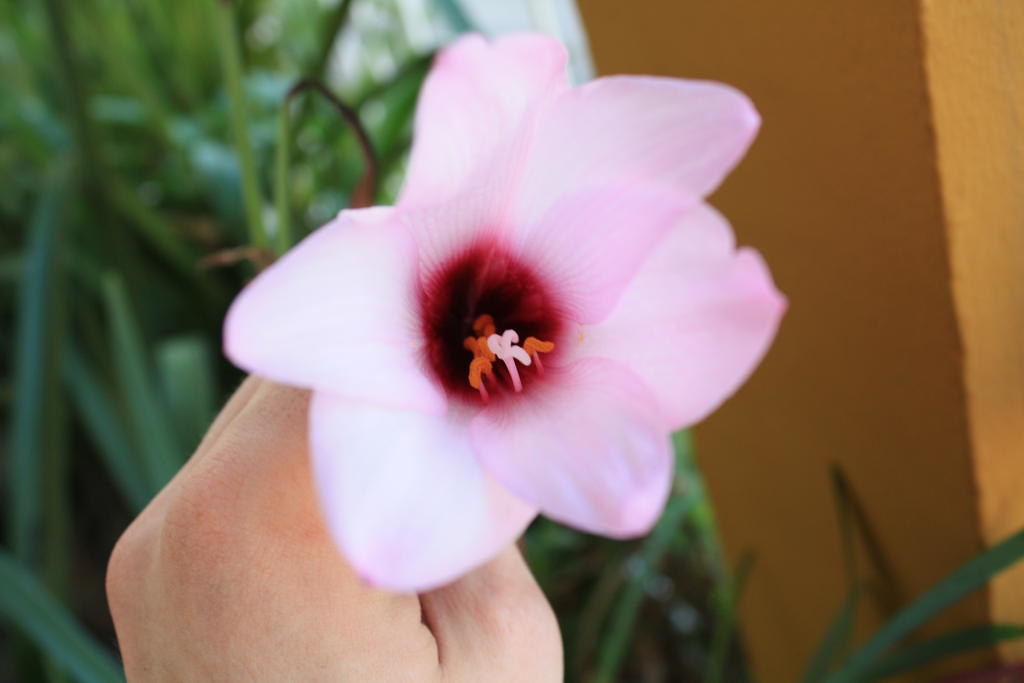 flower "Point is, what's so wonderful is that every one of… Flickr