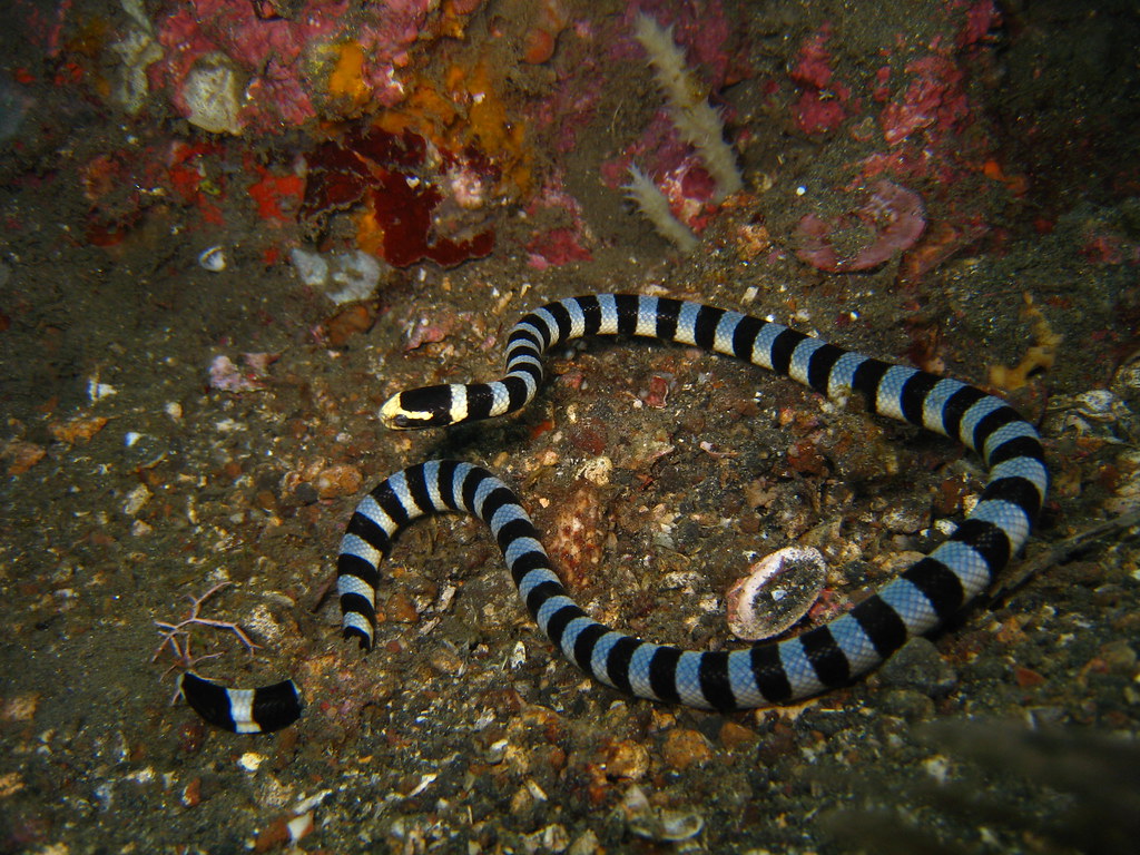 Banded Coral Sea Snake Daniel Kwok Flickr