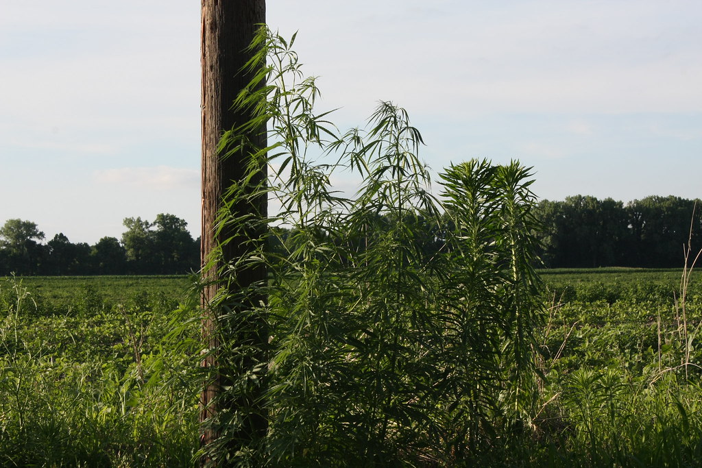 Marijuana Exhibit A Growing wild along the Kansas River R… William