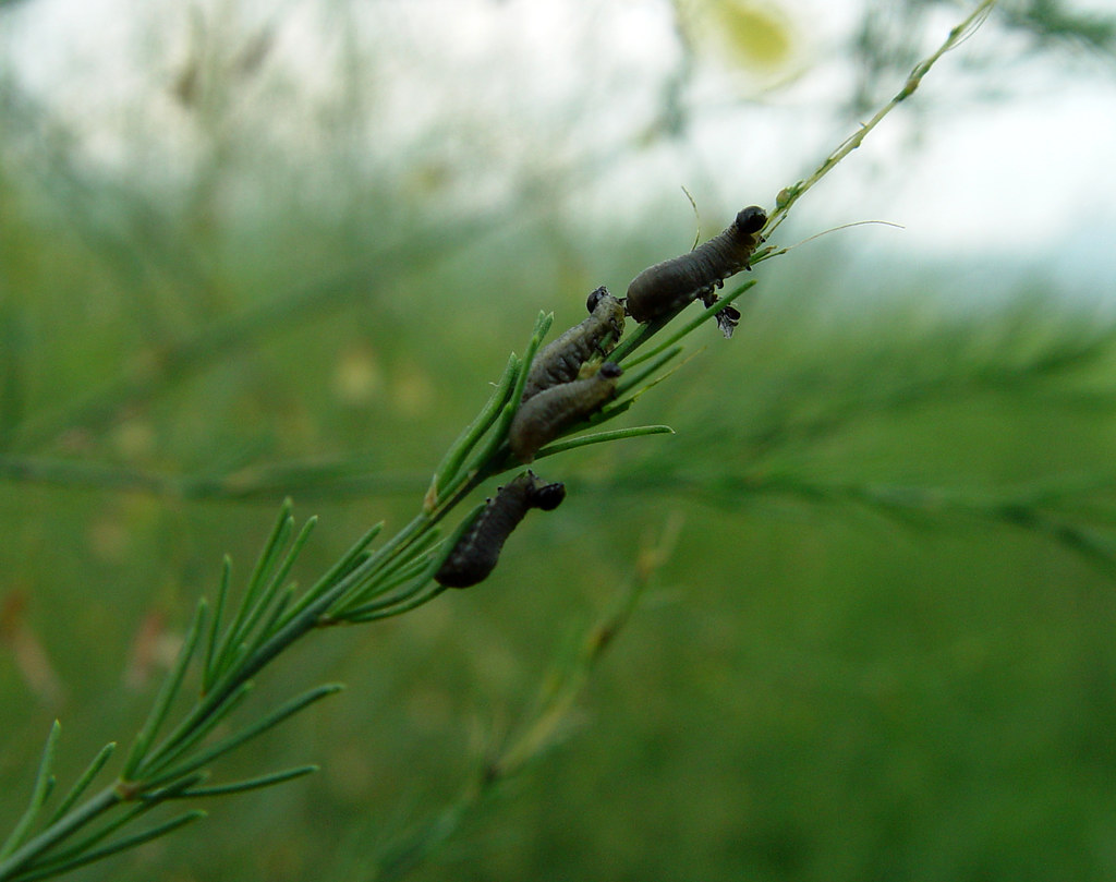 Asparagus Beetle Larvae Asparagus Beetle Larvae feeding on… Flickr
