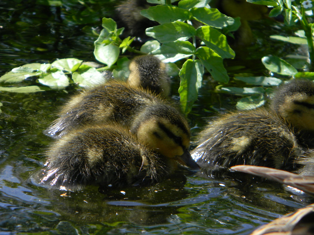 Picture 135 Gary West Flickr