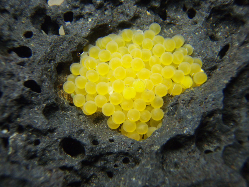 Bristlenose Catfish Eggs