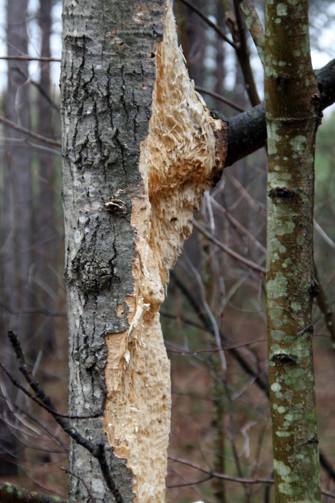 Woodpecker damage Paul Henman Flickr