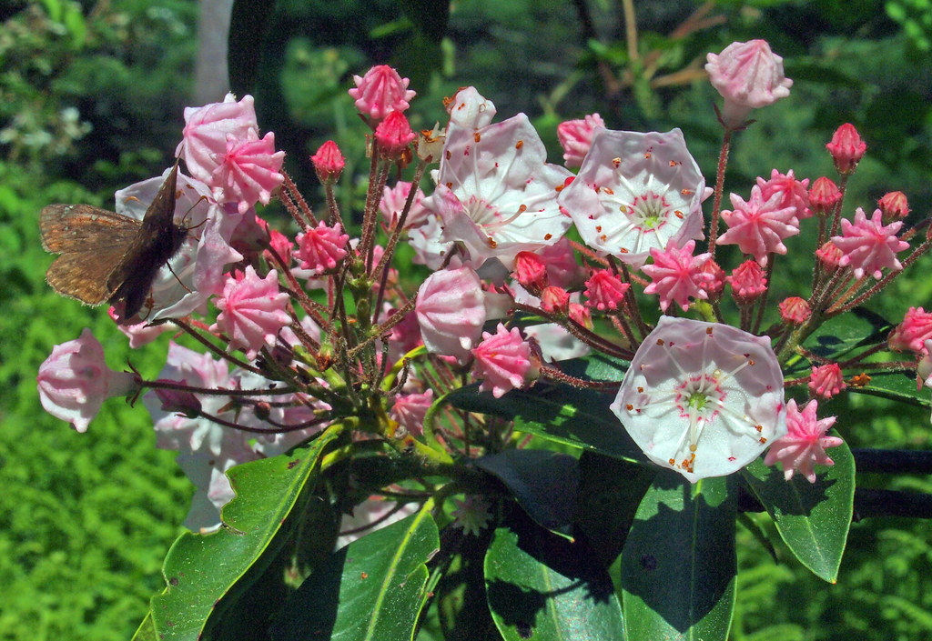 Mountain laurel on Cochecton Turnpike Kalmia latifolia Steve