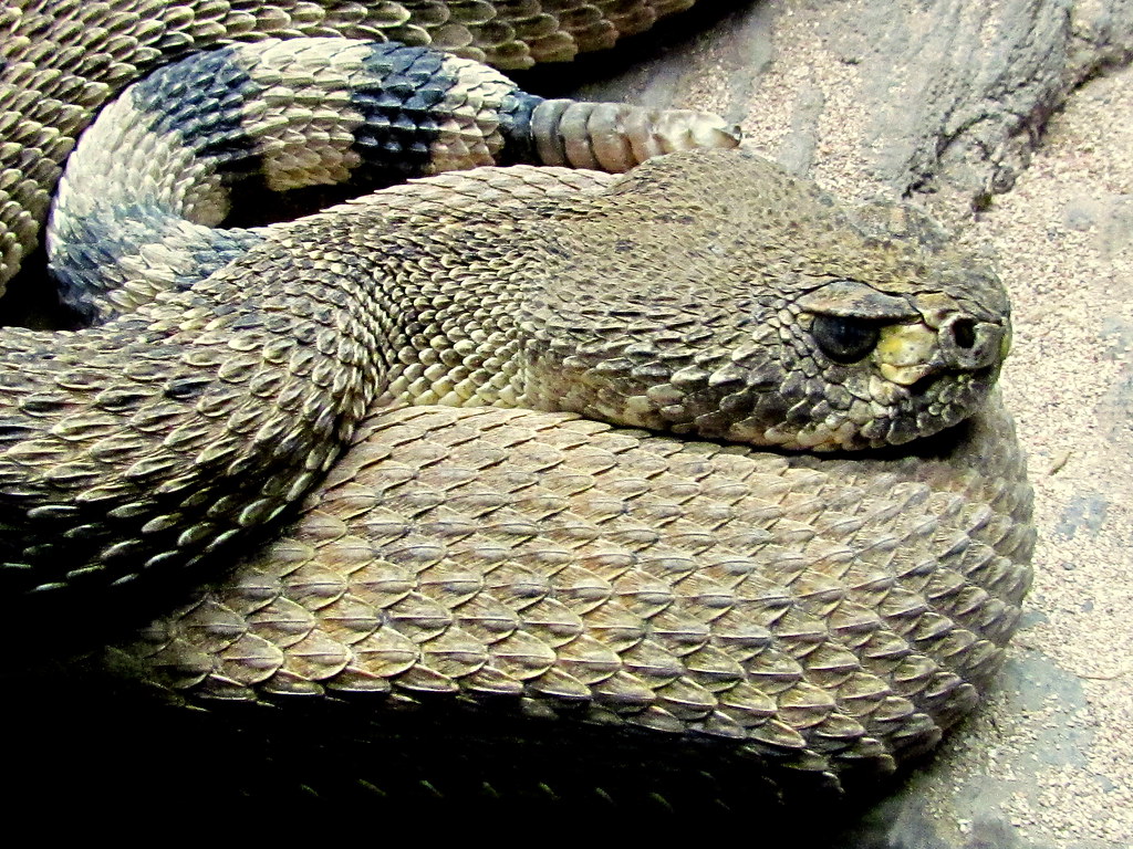 Western Diamondback Rattlesnake Most aggressive rattlesnak… Flickr