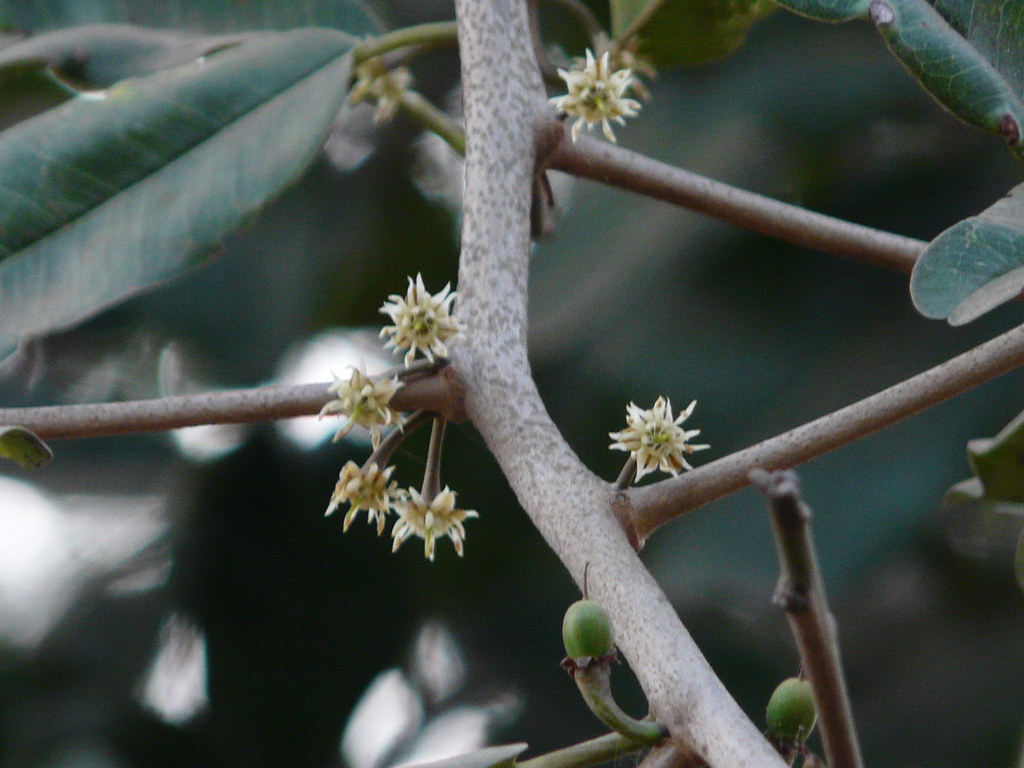 Krini (Malayalam കൃണി) Sapotaceae (sapota family) » Manil… Flickr