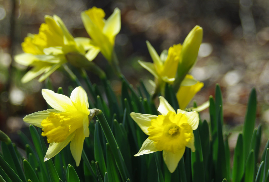 Jonquils Oldfashioned daffodils. These were growing in th… Flickr