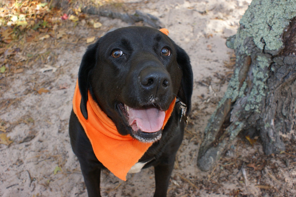 My dog Holly 4 year old black lab/walker treeing coonhound