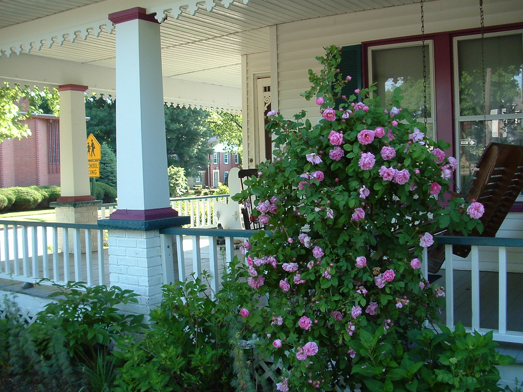 Climbing Rose on Old Front Porch Tim Keith 59 Flickr