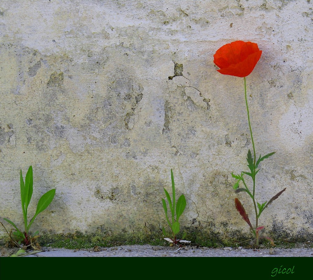 Remembering your smile... Ripenso il tuo sorriso, ed è per… Flickr