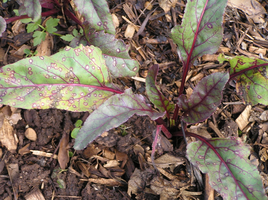 P1010529 Cercospora leaf spot of beet Cercospora leaf spot… Flickr