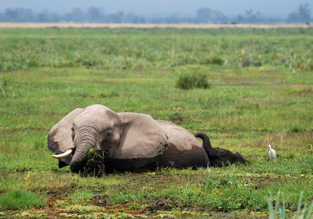 Trunk? No, snorkel! The baby elephant uses his trunk as a … Flickr