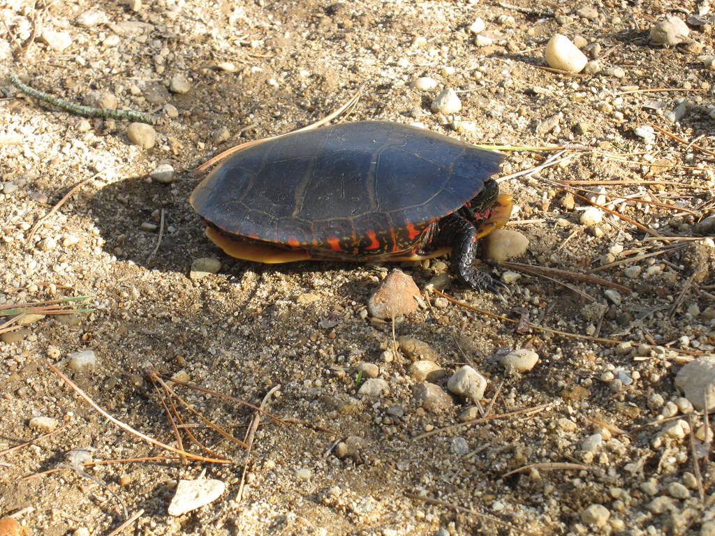 Painted Turtle Mashpee, MA 05/10/09 Painted Turtle M… Flickr