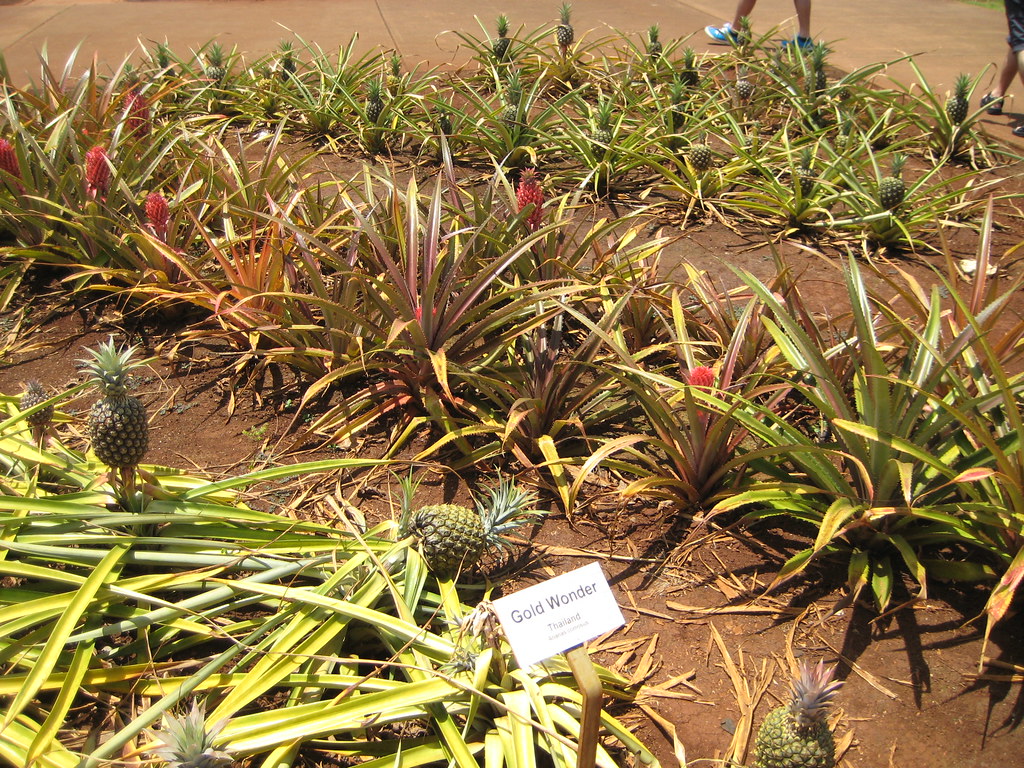 Some Pineapples Varieties Lorie Kloda Flickr
