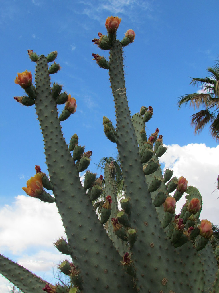 Cactus Las Vegas, Nevada (NV) This was growing next door … Flickr