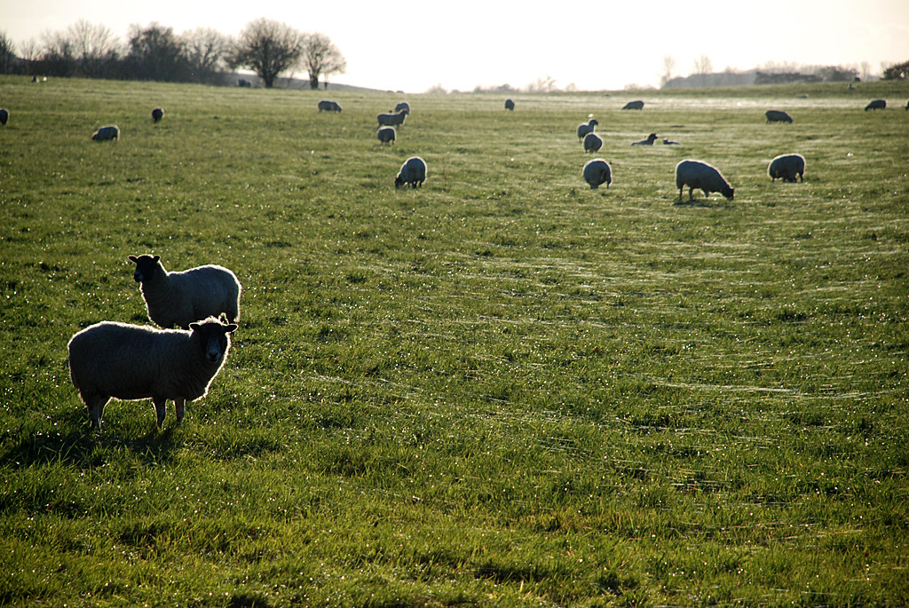 fields of ashendon sheep Clive R Smith Flickr