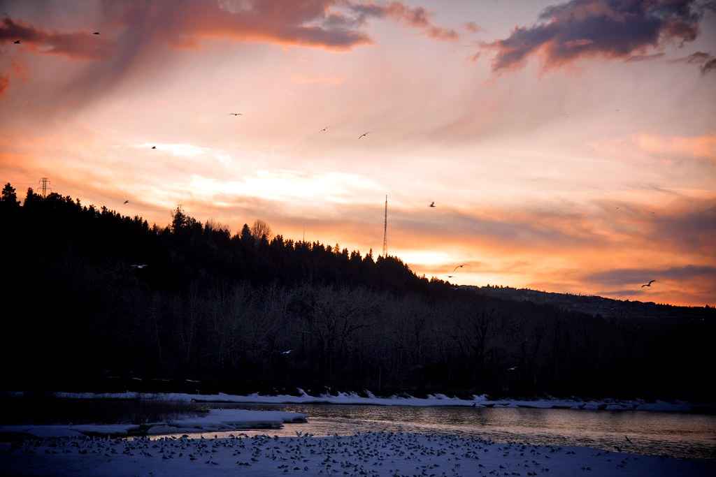 Bird Island, Closer Nick Heer Flickr