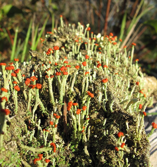 Cladonia macilenta Red lichen_0937 Lichens on a log at Kar… Flickr